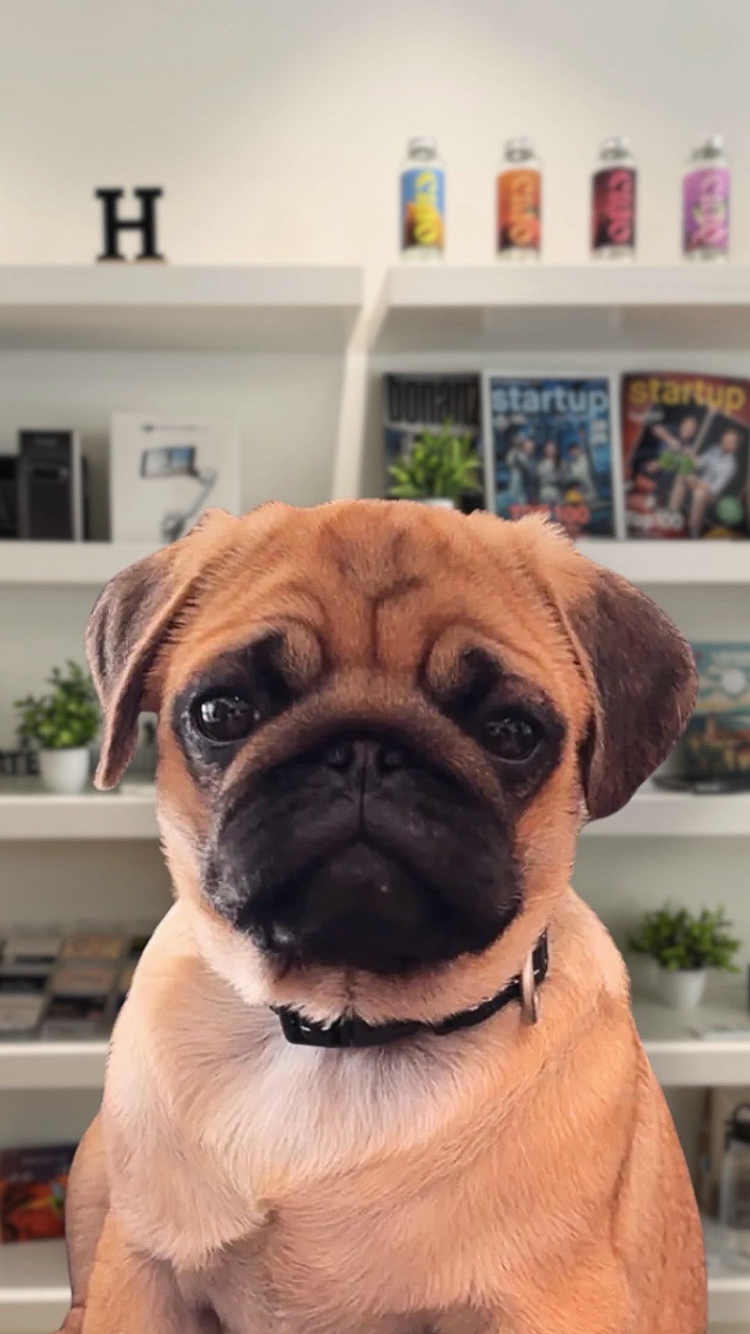 Yoda 🐕